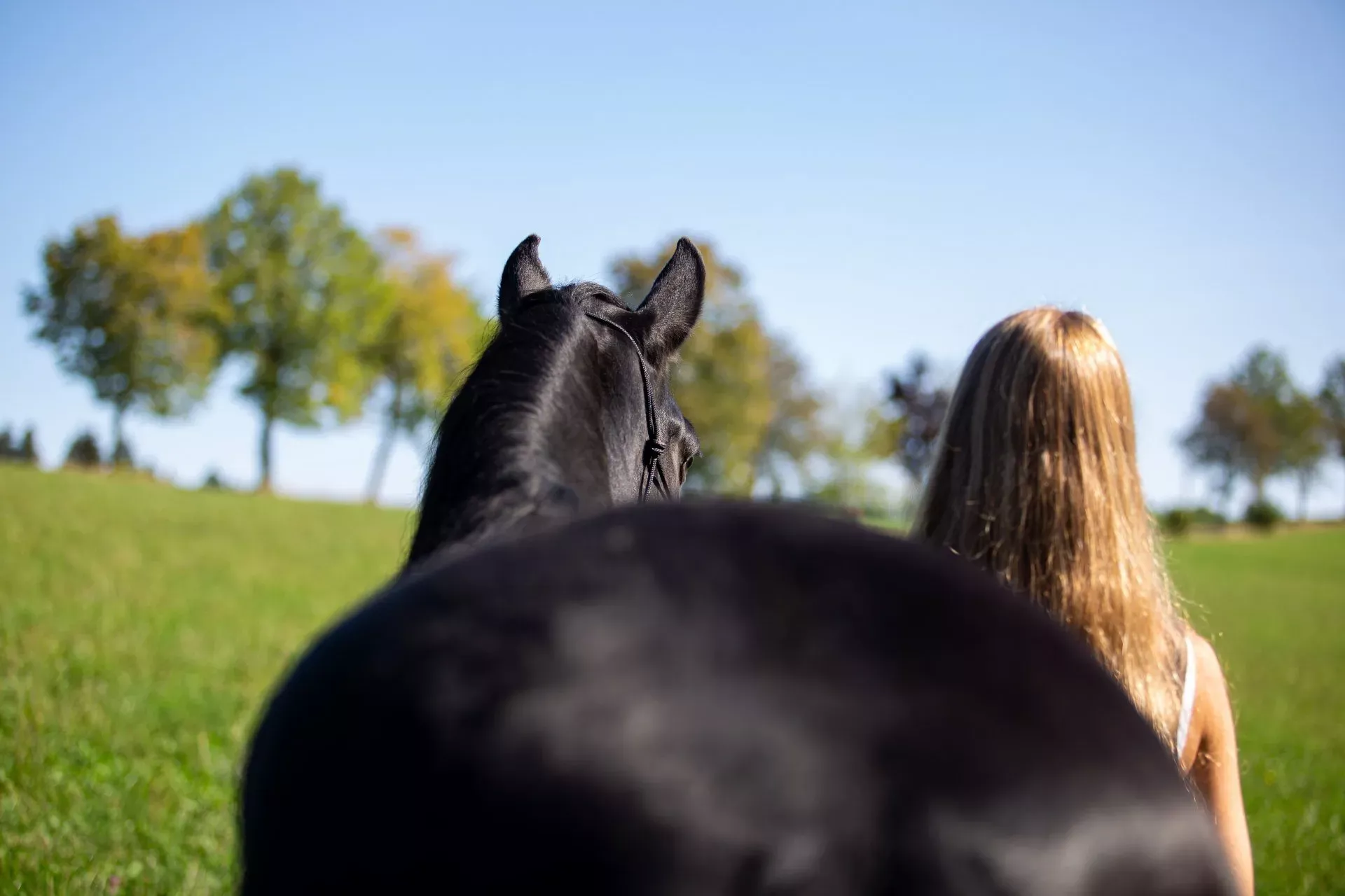 Coaching mit Pferden