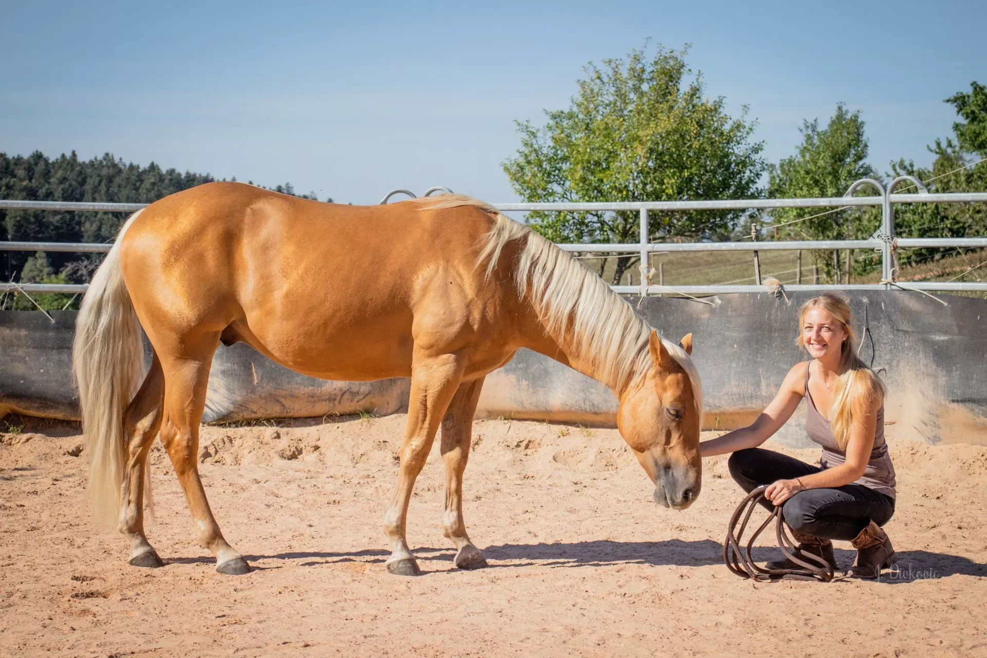 Natural Horsemanship Kurs