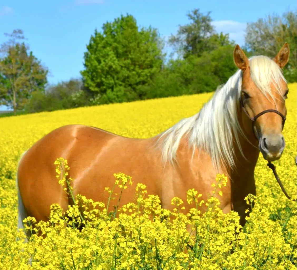 Jamie (Golden Speedy of Lee) *2019