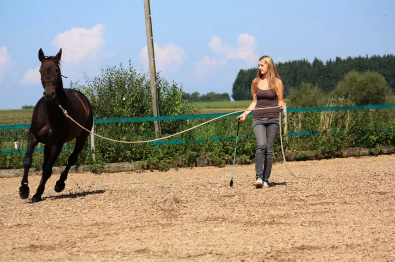 Sarina Hönig - Pferdetraining