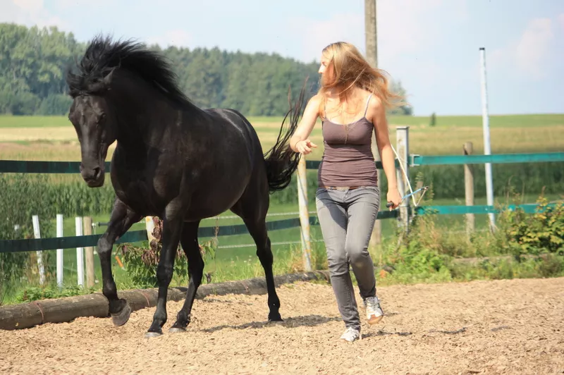 Sarina Hönig - Coaching mit Pferden