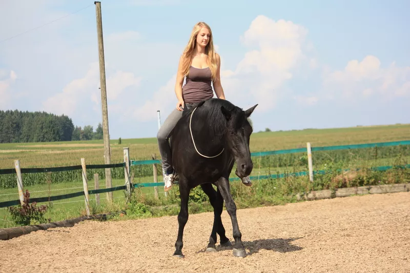 Sarina Hönig - Osteopathie für Pferde