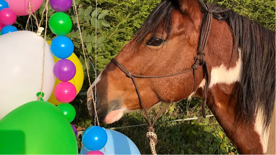 Kindergeburtstag auf dem Ponyhof