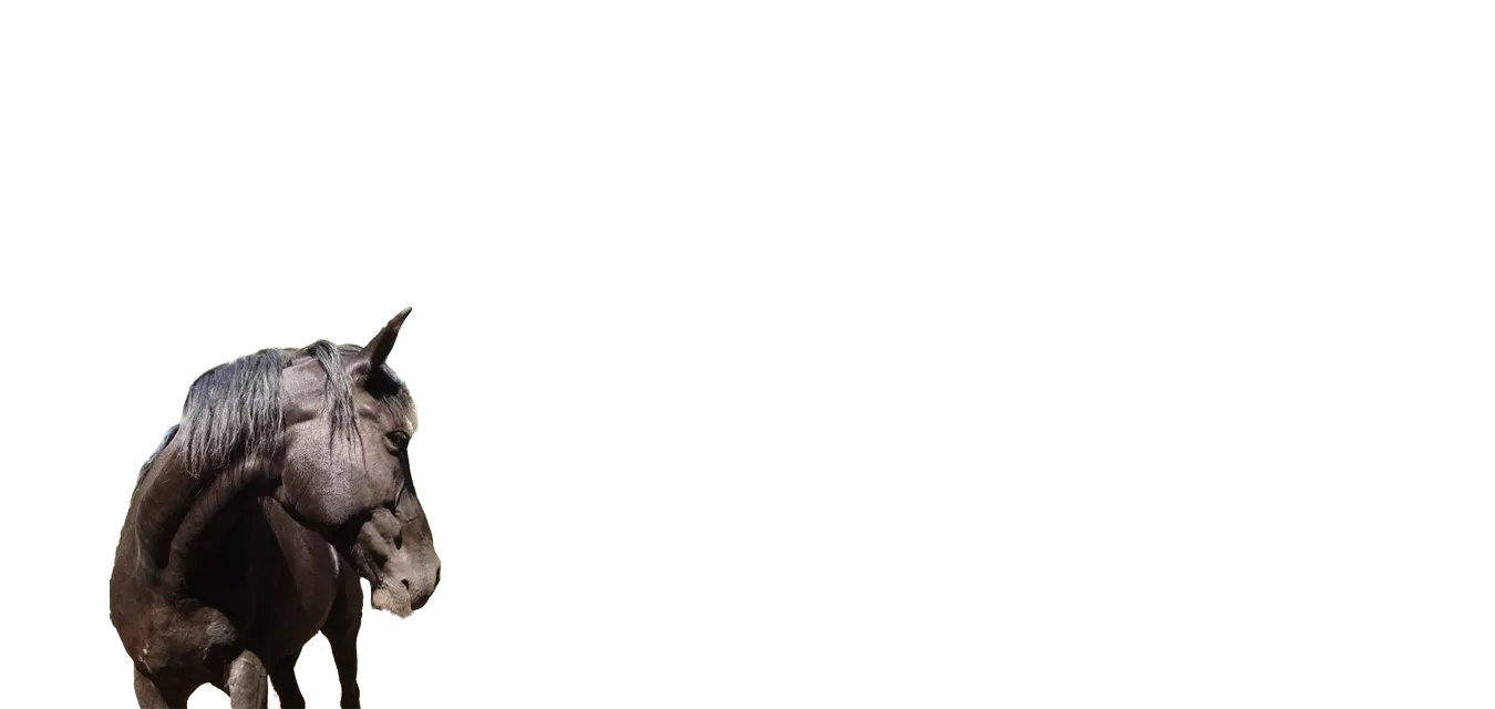 pferd-klein2