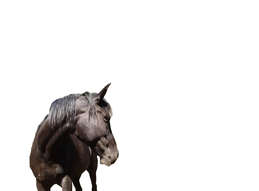pferd-klein3