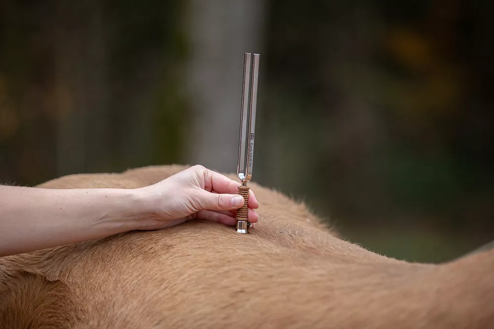 Phonophorese Osteopathie